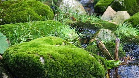 青苔養殖